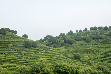 Fototapeta na wymiar green hill with tea plantation in china