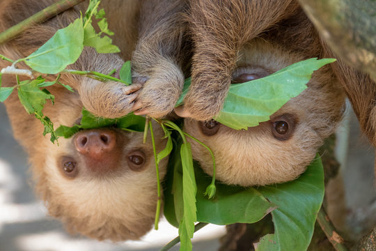 Two sloths hanging from tree in Costa Rica