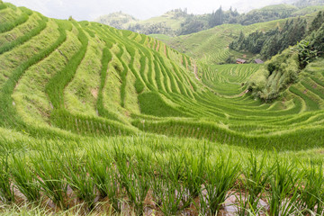 Naklejka premium Rice terraces