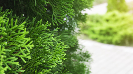 Tui branches, vegetative green background, sunlight