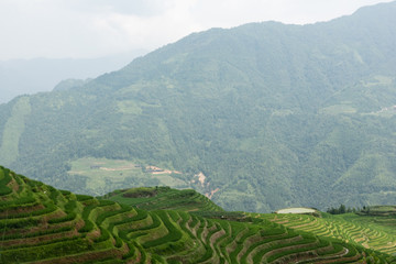 rice terraces in china
