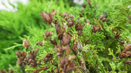 Tui branches, vegetative green background, sunlight