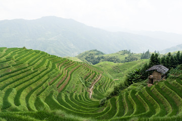Fototapeta na wymiar hut among the rice terraces in china