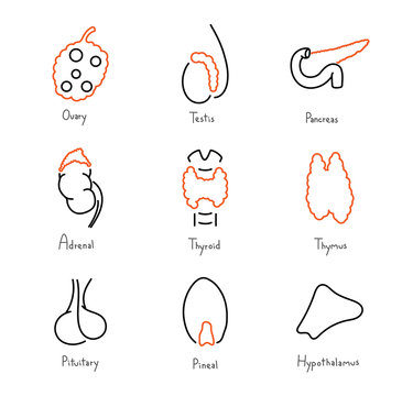 Endocrine glands medical outline icon collection, vector illustration set