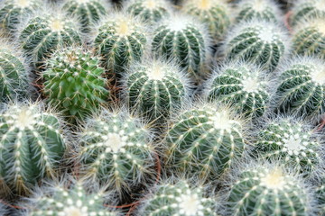 Closeup on barrel cactus, green and white cactus plants with an outlier
