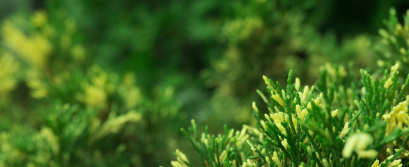 Tui branches, vegetative green background, sunlight
