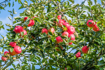 Ripe Apple Tree