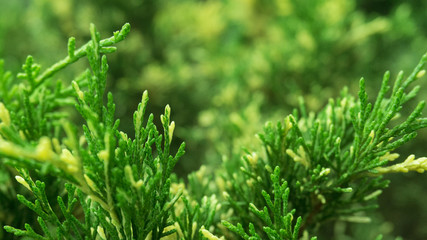 Tui branches, vegetative green background, sunlight