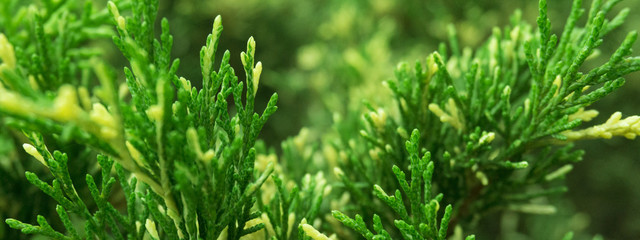 Tui branches, vegetative green background, sunlight