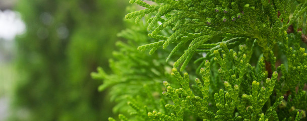 Fototapeta na wymiar Tui branches, vegetative green background, sunlight