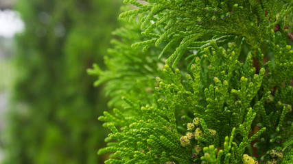 Tui branches, vegetative green background, sunlight