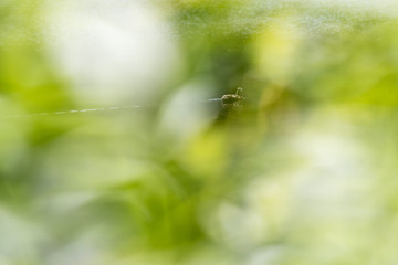 Duck through the leaves