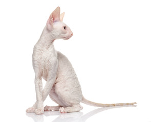 Thoroughbred White Cornish Rex Cat on white background.