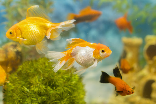 Multicolored fish in the aquarium. Goldfish in freshwater aquarium with green beautiful planted tropical. fish in freshwater aquarium with green beautiful planted tropical