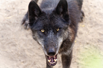 Fototapeta premium BLACK WOLF