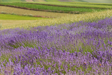 Naklejka premium Freshly blooming lavender in the field.