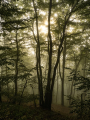 Fototapeta premium Morgens im Wald