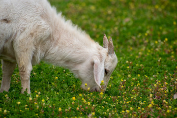 Obraz premium alabama