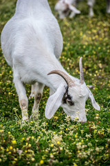 Obraz premium alabama