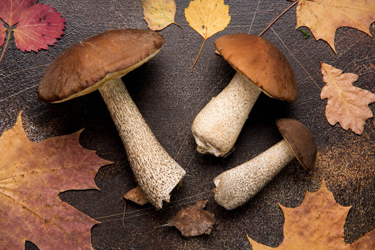 Forest mushrooms, autumn harvest, boletus, white and aspen. Raw fresh mushrooms on a dark background. Dry leaves