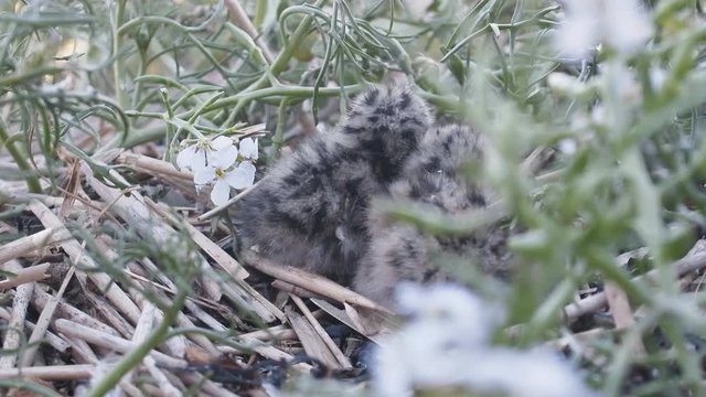 These common tern (scray, Sterna hirundo) СЃhicks only one day and thermoregulation have neither perfect so they climb under each other. Nest is in thickets of flower Sea rocket (Cakile baltica)
