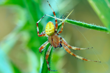 Spider moves on its light transparent web, waiting for prey in his web or engaged in repair.