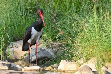 Black stork