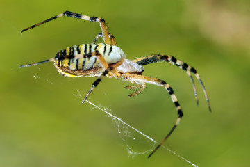 Spider moves on its light transparent web, waiting for prey in his web or engaged in repair.