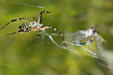 Dragonfly fell victim to a spider.
