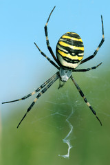 Spider moves on its light transparent web, waiting for prey in his web or engaged in repair.