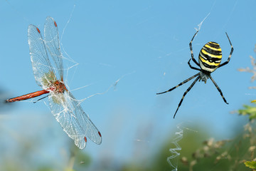 Dragonfly fell victim to a spider.
