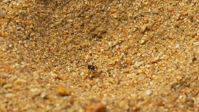 Antlion larva (Myrmeleon formicarius) hunting ants