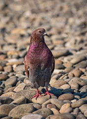 Beautiful pigeon on the stone sea shore.