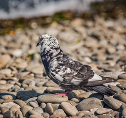 Beautiful pigeon on the stone sea shore.