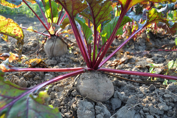 Table beet in the open ground