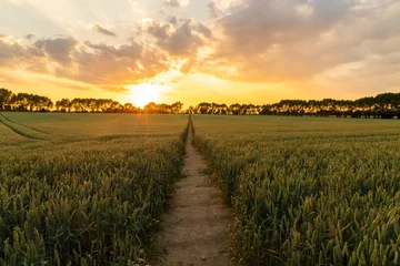Crédence de cuisine en verre imprimé Campagne Sunset or Sunrise Over Path Through Countryside Field of Wheat