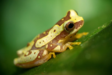 Yellow and brown frog in Costa Rica