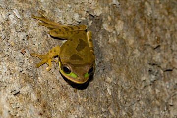Green tree frog in Costa Rica