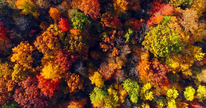 Looking down on windy forest of breathtaking Autumn colors, Fall splendor, aerial flyover.
