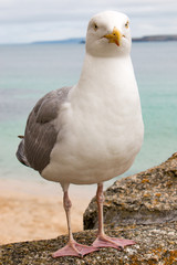 Fototapeta premium Silbermöwe (Larus argentatus) am Strand Herring Gull