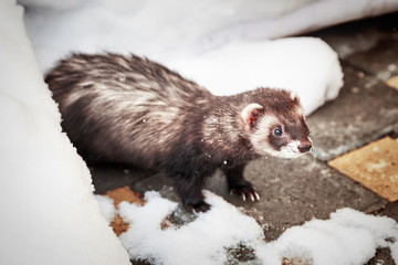 Mustela putorius furo, ferret, walking in the snow