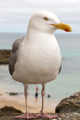 Silbermöwe (Larus argentatus) am Strand Herring Gull