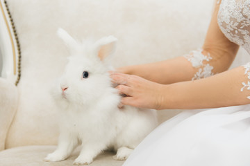 Cute white rabbit sitting next to the bride. Morning of wedding day
