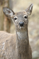 White-Tailed Deer (Odocoileus Virginianus)