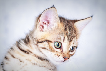 Portrait of a little tabby kitten, close up
