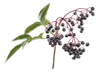 black elderberry . Fruit and leaves in a white background. European black elderberry