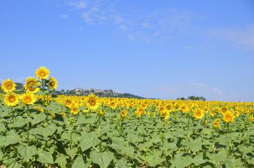 Fototapeta na wymiar field of sunflowers on a sunny day with blue sky