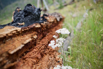 Firewood and Wildflowers