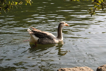 Ganso nadador - Ave a nadar num lago de água calma com luz do sol
