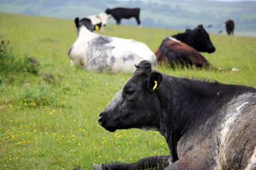 A grey and white cow lying in a meadow of grass and buttercups with the herd in the background